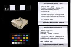 Foto (Objekt + Etiketten) von Discutiolira moesica (Muţiu & Bădăluţă, 1971) 